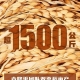袁隆平哭了！雙季稻畝產(chǎn)超過3000斤